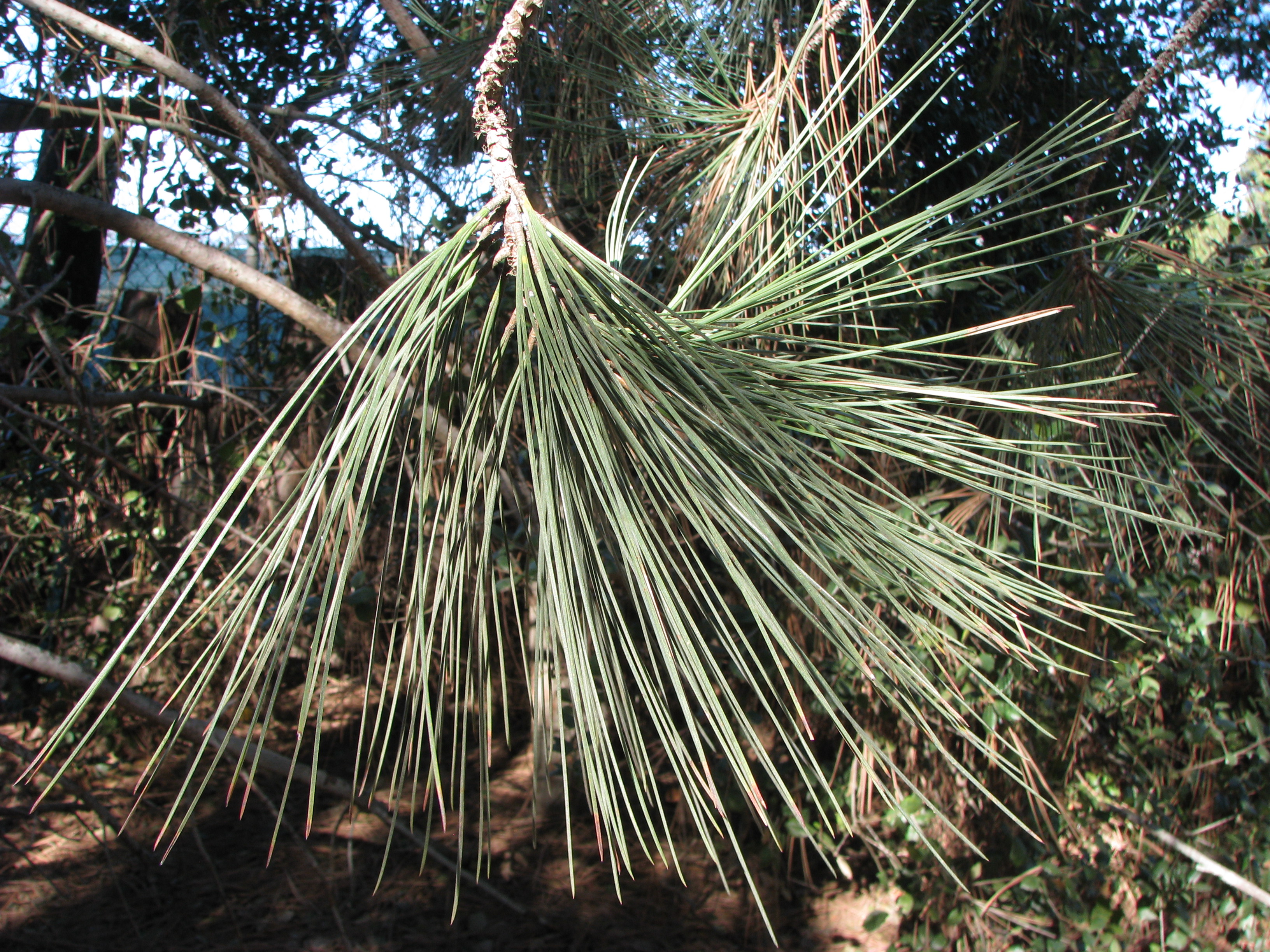 Torrey Pine
