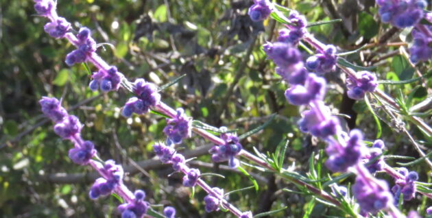Plant sale_trichostema lanatum4