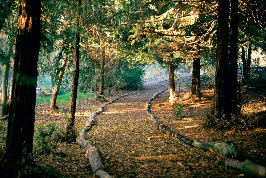 Redwood-Forest