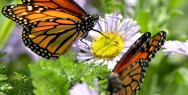 The Environmental Nature Center in Newport Beach hosts its 10th Annual Spring Faire and Butterfly House Opening.