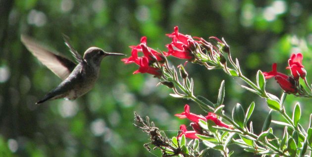 #hummingbird walk at the #EnvironmentalNatureCenter is 2:7:15- register at encenter.org