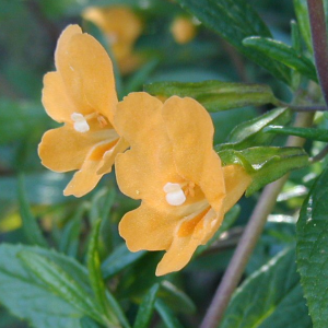 monkeyflower