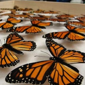 butterfly-monarch-100217-02