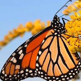 monarch-butterfly-aw-jan16