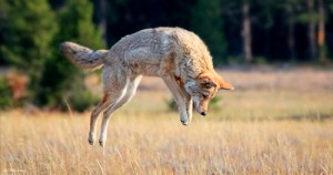 A coyote controlling the rodent population.