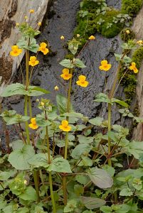 Seep Monkeyflower, one of the many native plant that will be available for sale at the Native Plant sale on November 12.