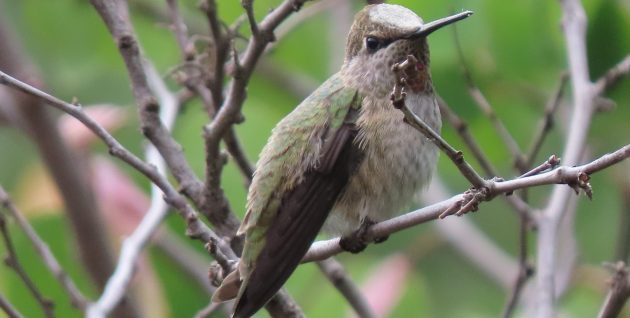 Hummingbird, Anna's Lena Yee Hayashi- im, m, leucistic - TWS; 05-17-22 - _08.57.04
